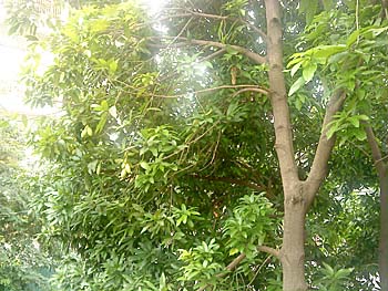 マンゴの木