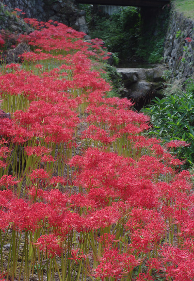 20090924彼岸花2