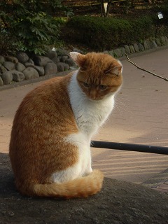 上野公園の猫