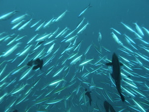 ダイビングで見た魚の群れ