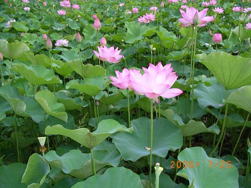 ハスの花