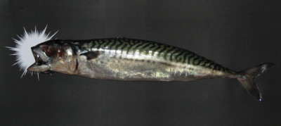ベタフラッシュ魚1.JPG