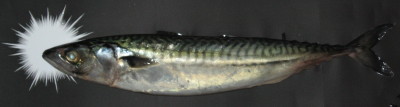 ベタフラッシュ魚2.JPG