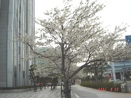 台場の桜DSC01789.JPG