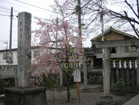 高城神社の桜