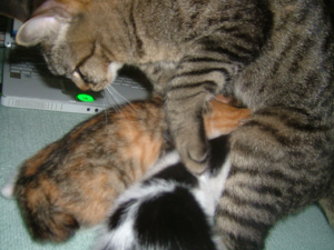 逃がさないニャ！