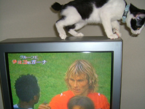 コイツはいいや。