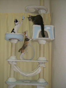 新キャットタワー