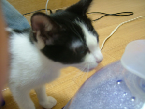 ペロペロ・・・