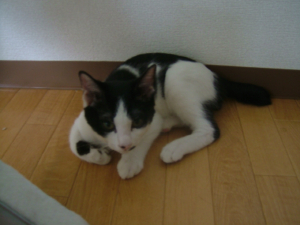 ε-(;ーωーA フゥ…