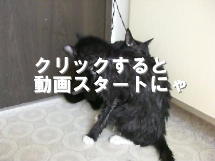 猫シャン