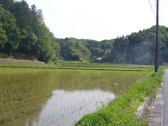 田んぼ