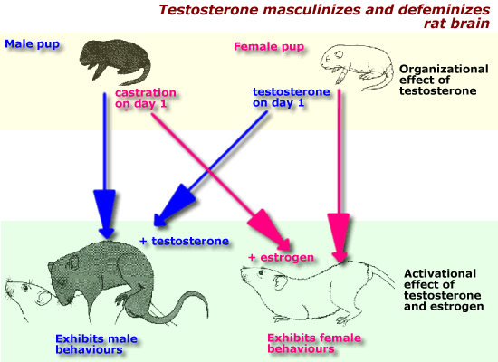 男性と女性のテストステロンの概要
