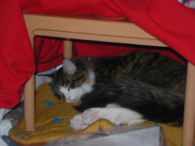 KIF_1737.jpg