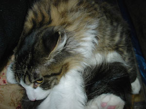 KIF_1642.jpg