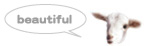sheep_beautiful.jpg