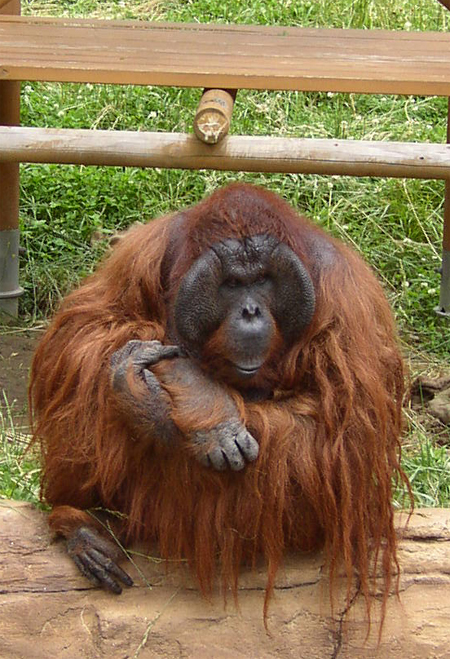 オランウータン