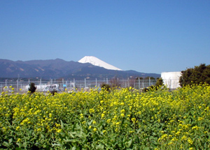 富士山