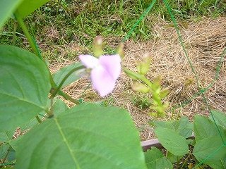 なた豆の花.jpg