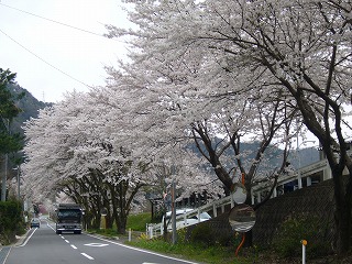 駅前さくら２.jpg