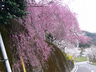 潮温泉桜.jpg