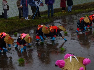 早乙女の田植え.jpg