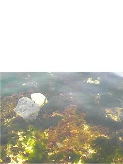 足元の海藻.jpg
