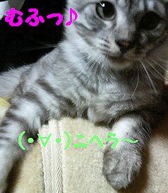 ねこ.jpg
