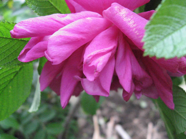 hamanasu