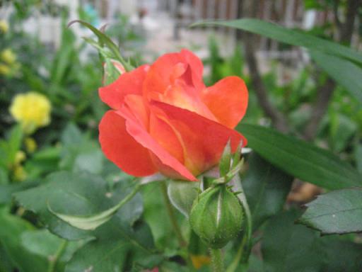 庭の薔薇