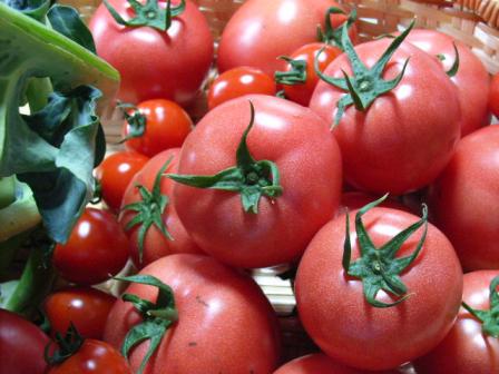 harutomato