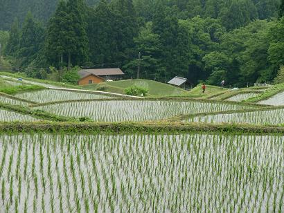 畑の棚田3