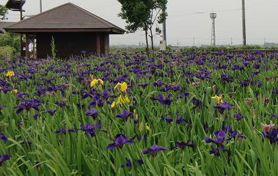 新旭花菖蒲園