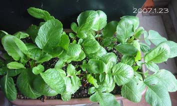 ワサワサ～はつか大根♪