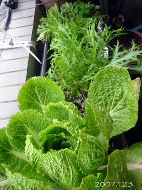 白菜、水菜、菊菜のその後