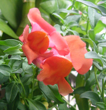 オレンジの金魚草06.10.6