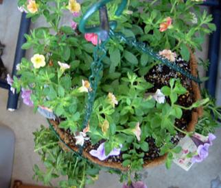 PWスーパーベル・テラコッタ、サフィニア・ラベンダーレース、ミリオンベル・ピーチ、アリッサム