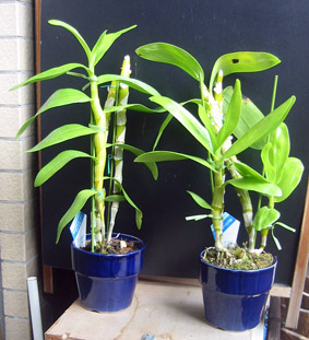 ピッテロゴールド、スターカーニバル