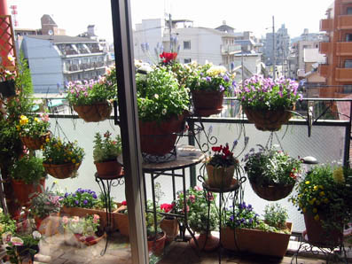 ベランダ2006.4.18