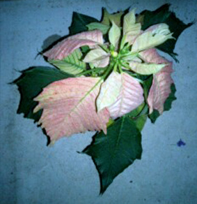 ポインセチア06.10.10