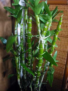 オリエンタルスマイル’ファンタジー’