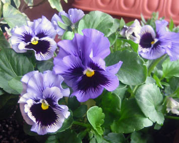 軽井沢パンジー、フリルシズルブルー