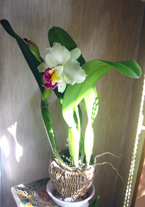 Lc.Cynthia ’Model’06.10.8