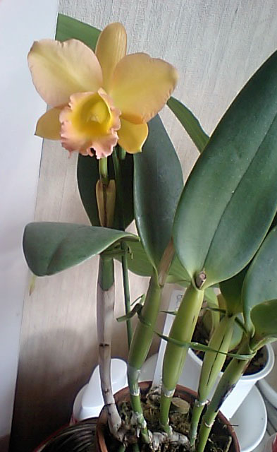 Blc. Golden Jubilee ’Indian Summer’全体