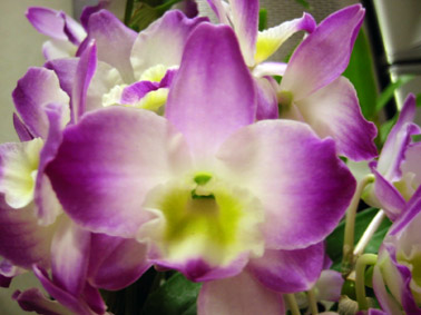 ファーストラブ