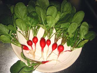 はつかだいこん収穫！！