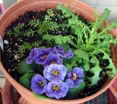 2007冬　寄せ植え２