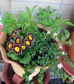 2007冬寄せ植え3