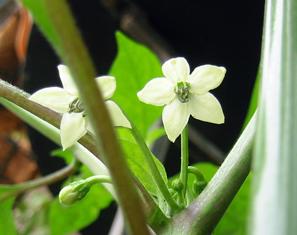 ハバネロのお花　2006.6.4