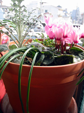 ピンクのガーデンシクラメン、シロエダギク、ムスカリ、アリッサムの寄せ植え